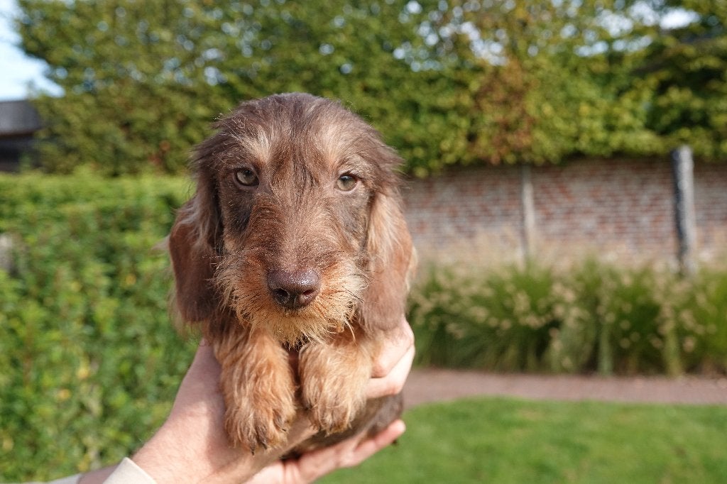 Chiot teckel nain à poil dur avec pedigree (choco&tan), Animaux & Accessoires, 15 semaines à 1 an, Chien (mâle), Maladie de Carré (chiens)