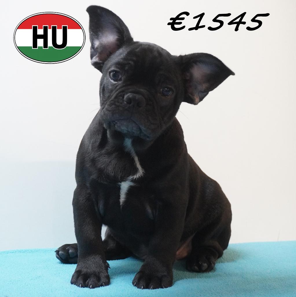 Franse Bulldog – Charmante, stoere pupjes te koop, Dieren en Toebehoren, Honden | Chihuahua's en Gezelschapshonden, Reu, Overige rassen