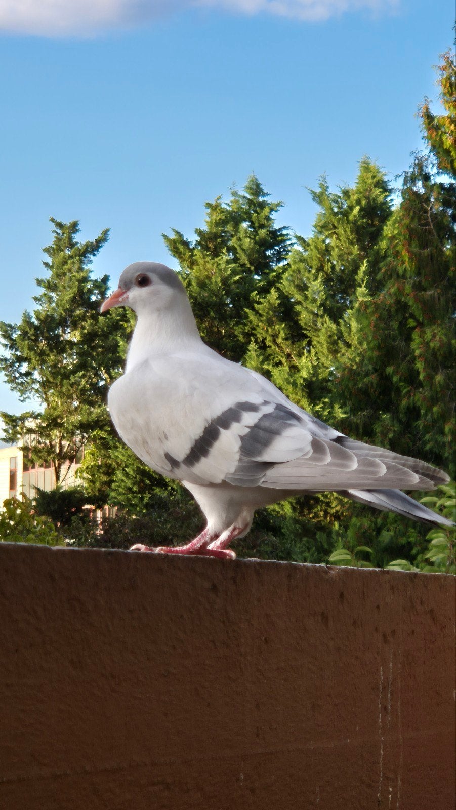 pigeons, Dieren en Toebehoren, Mannelijk