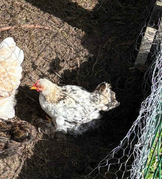 Cochien haan GRATIS, Dieren en Toebehoren, Mannelijk, Kip