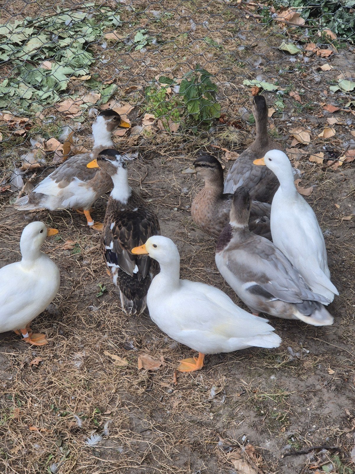 Hollandse kwakers te koop, Dieren en Toebehoren