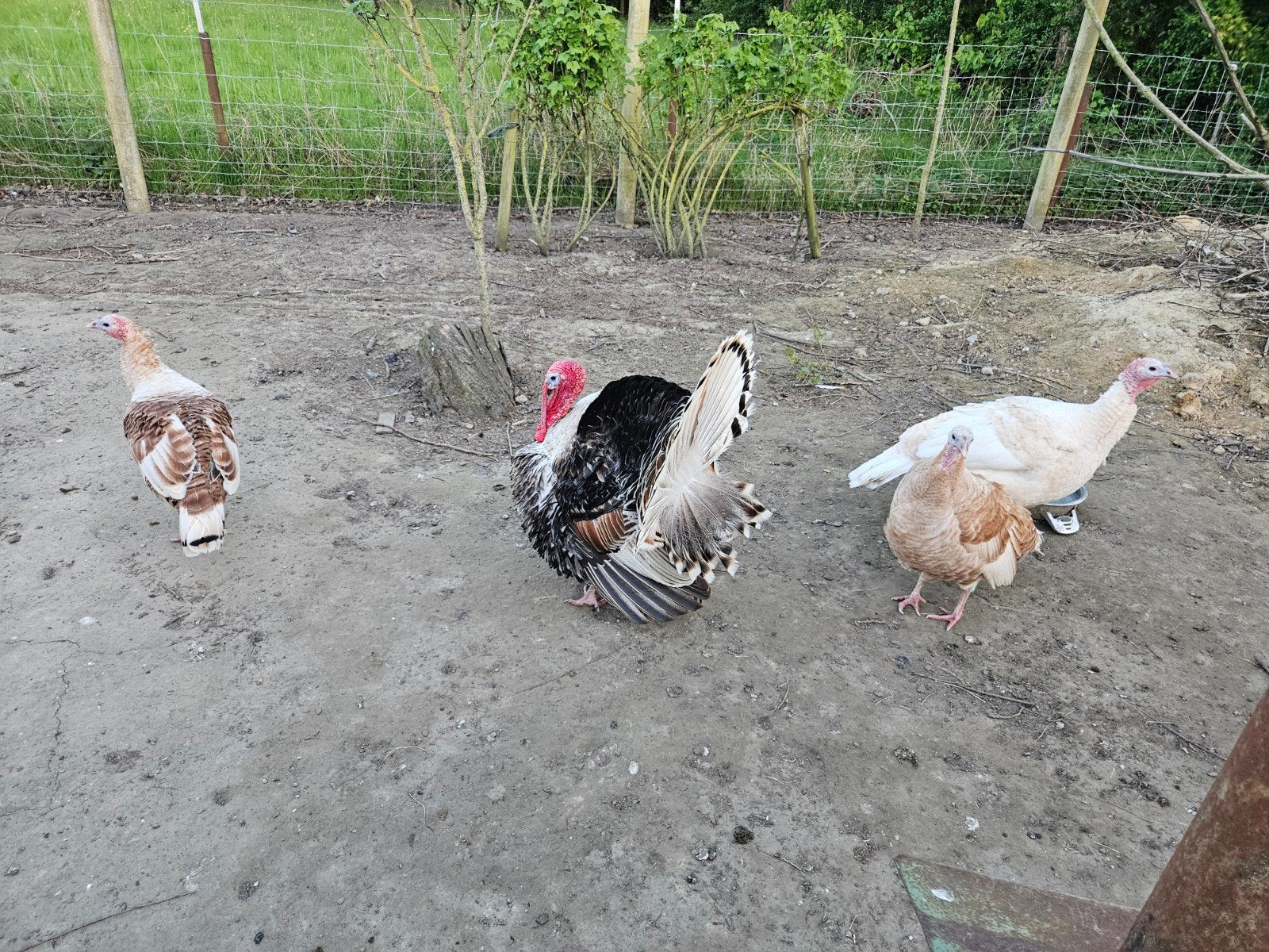 Broedeieren Ronquière kalkoen, Dieren en Toebehoren, Geslacht onbekend, Kalkoen