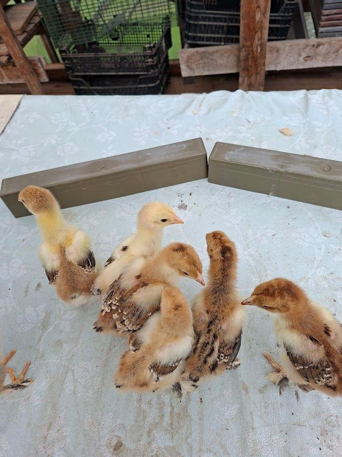 poussins de tétras en porcelaine Brahma, Sexe inconnu, Poule ou poulet