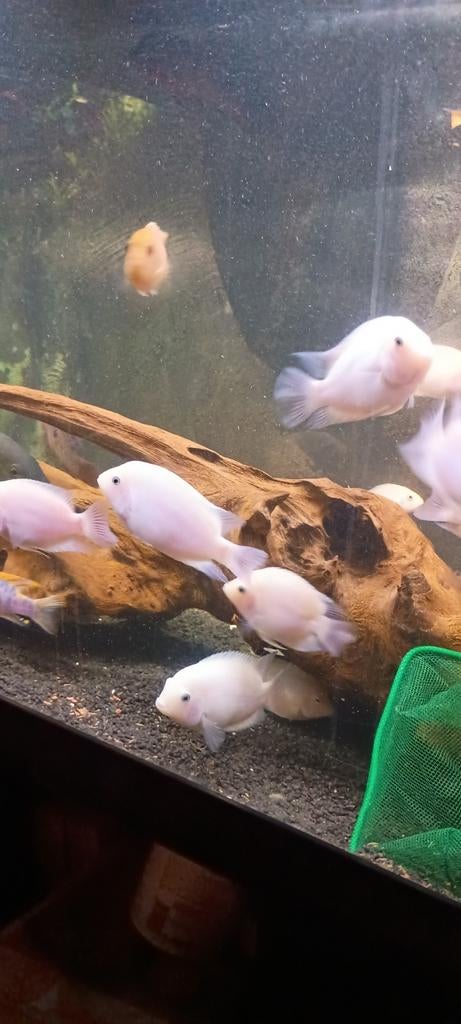 Polar white chicliden 4eur stuk. Neem je neem je 10 st25 eur, Animaux & Accessoires, Poissons | Poissons d'aquarium, Autres types