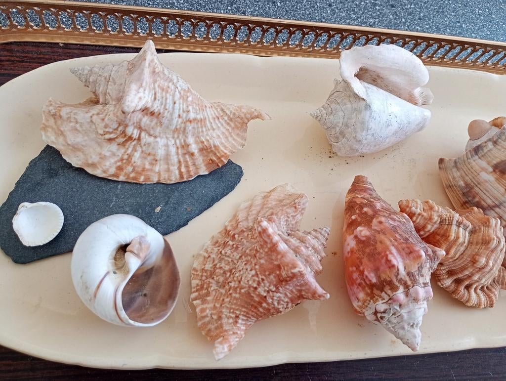 🐚☀️ Lot 9 schelpen, Martinique, Japan, Senegal, Ophalen, Schelp(en)