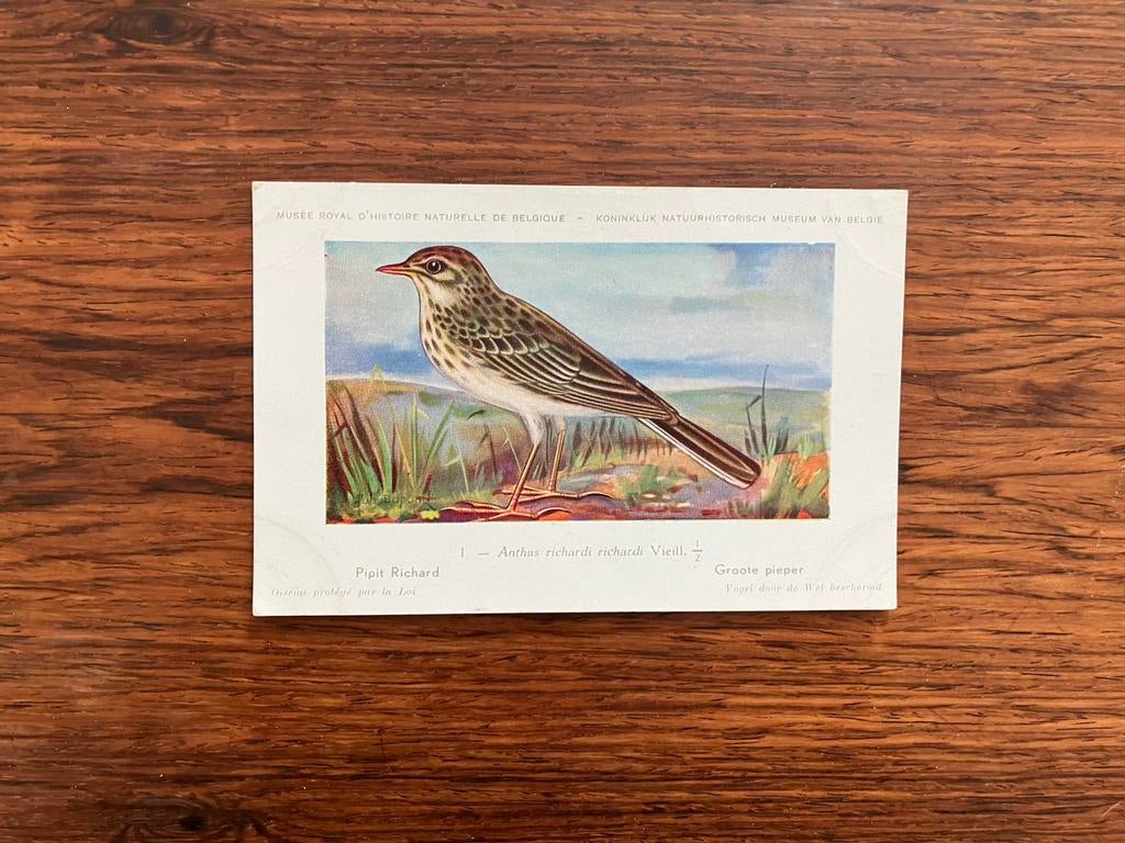 Vogels der Belgische Fauna Nr. 1 Groote pieper, Verzamelen, Ophalen of Verzenden, 1940 tot 1960, Vogel