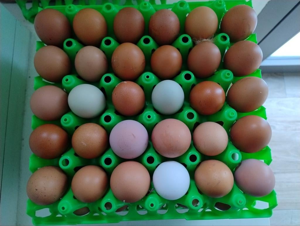 Verse bio eitjes €8 voor 30, Enlèvement