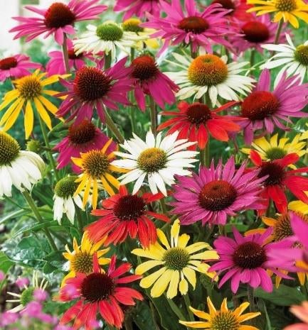 Zaden van Echinacea in gemengde kleur oogst 2025, Tuin en Terras, Ophalen of Verzenden, Gehele jaar, Zaad