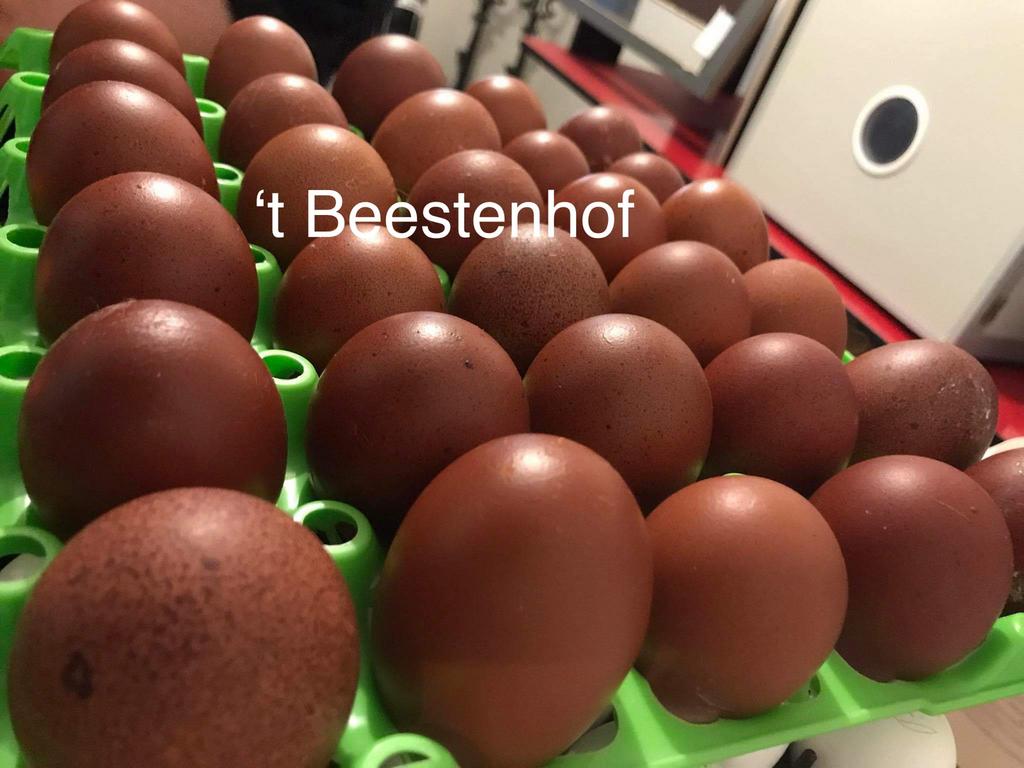 Marans kippen, Dieren en Toebehoren