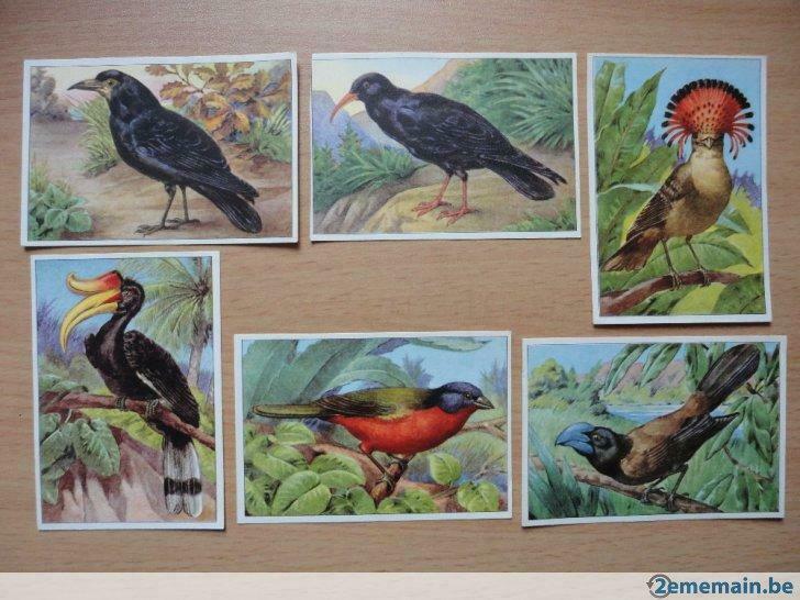 28 images d'oiseaux ( chicorée trappistes - Vol 4  album 4), Enlèvement ou Envoi, Comme neuf