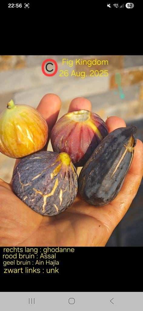 Vijgenplant vijgenboom vijgenboompje Ghoddan, Tuin en Terras, Planten | Fruitbomen, Ophalen, Vijgenboom