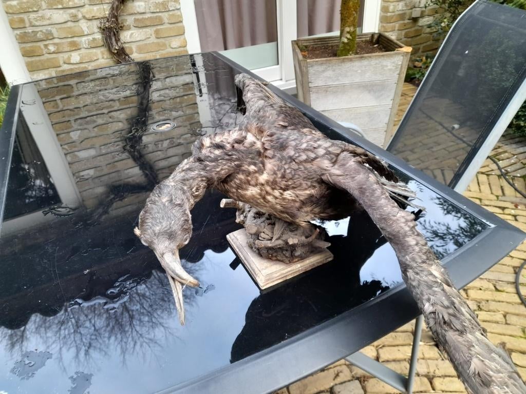 Opgezette aalscholver, Verzamelen, Dierenverzamelingen, Ophalen, Gebruikt, Vogel, Opgezet dier