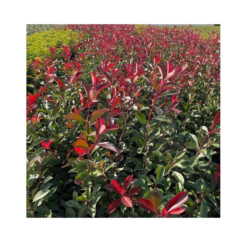 Photinia red robin, Ophalen