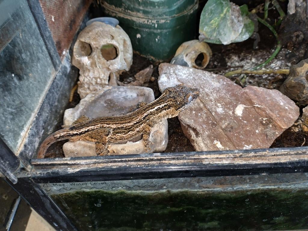Gargoyle gekko man zwart 2 jaar, Hagedis, 0 tot 2 jaar