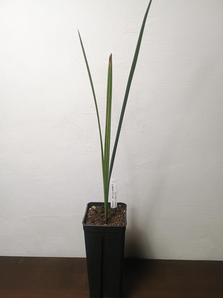 Dadelpalm, Ophalen, Palm, Minder dan 100 cm, Volle zon