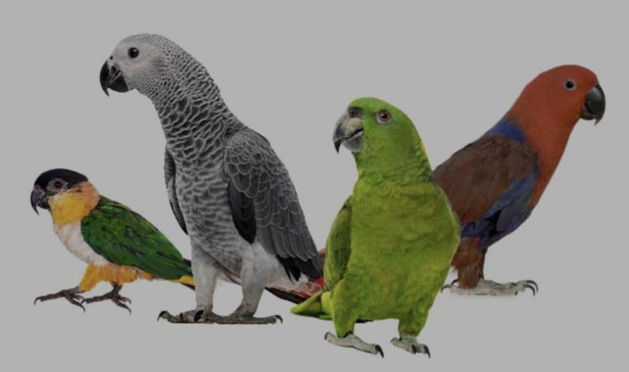 Gezocht kromsnavels om tam te maken, Dieren en Toebehoren, Tam