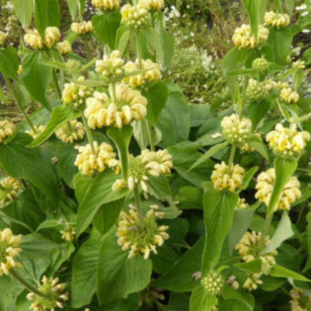 Zaadjes van phlomis of brandkruid, Tuin en Terras, Bloembollen en Zaden, Ophalen of Verzenden, Voorjaar, Volle zon, Zaad