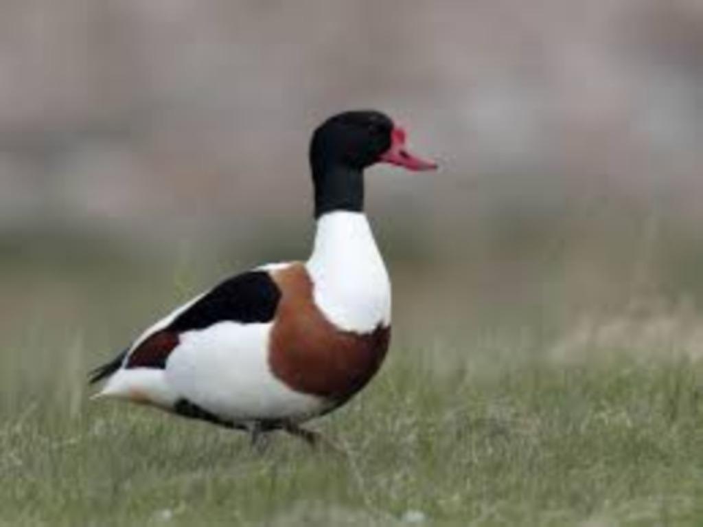 Bergeend, Dieren en Toebehoren, Pluimvee, Mannelijk, Eend