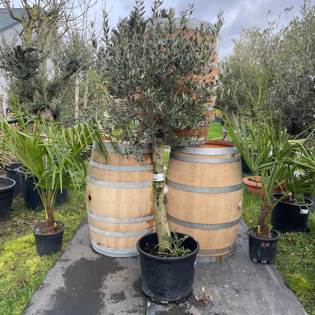 ‼️OP is Op ACTIE‼️Olijfboom aan PROMOprijzen‼️, Tuin en Terras, Planten | Bomen, Ophalen, Olijfboom