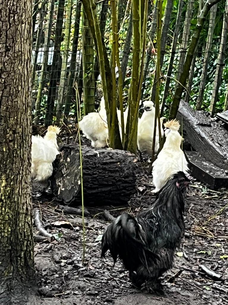 Witte zijdehoen hennen, Dieren en Toebehoren