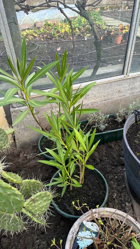 Oleander witte bloemen, Tuin en Terras, Ophalen