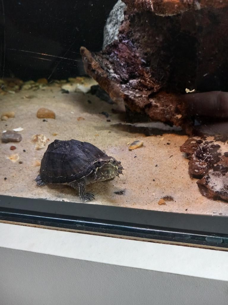 Muskus schildpad, Dieren en Toebehoren, Reptielen en Amfibieën, Schildpad