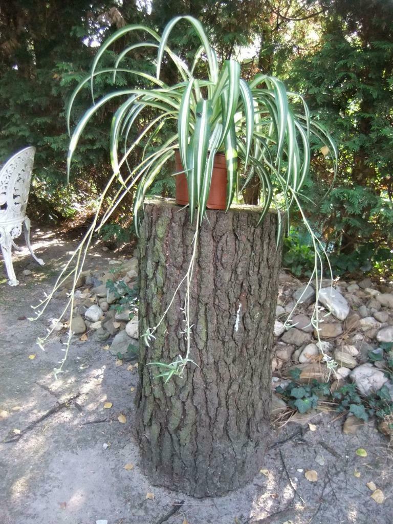 Graslelie Chlorophytum comosum luchtzuiverend, Enlèvement, Été, Plante fixe