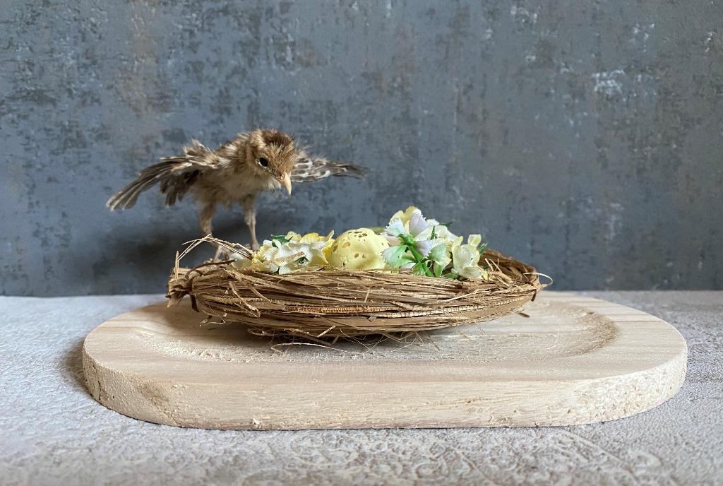 Opgezet pauwenkuiken - taxidermie, Ophalen of Verzenden