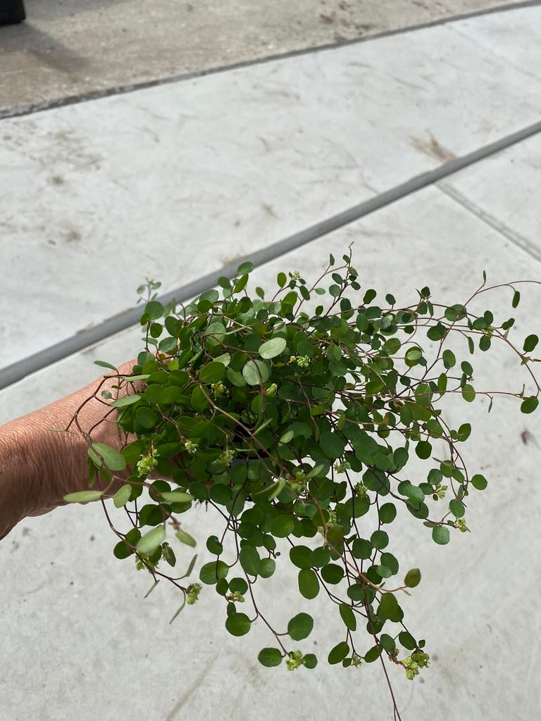 Muehlenbeckia. Vaste Plant UITVERKOCHT, Enlèvement