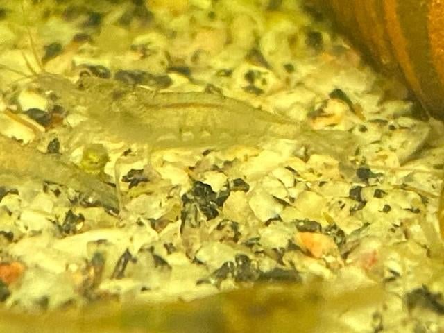 crevettes d'aquarium + plantes flottantes, Homard, Crabe ou Crevette, Poisson d'eau douce, Banc de poissons