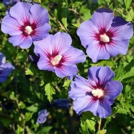 Hibiscus syriacus op stam, Jardin & Terrasse, Plantes | Arbustes & Haies, Enlèvement, Autres espèces, Arbuste, 100 à 250 cm