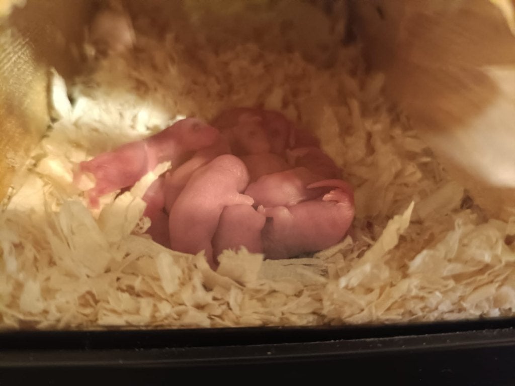 babymuizen babymuisjes, Dieren en Toebehoren, Augustus, Muis, Meerdere dieren, Tam
