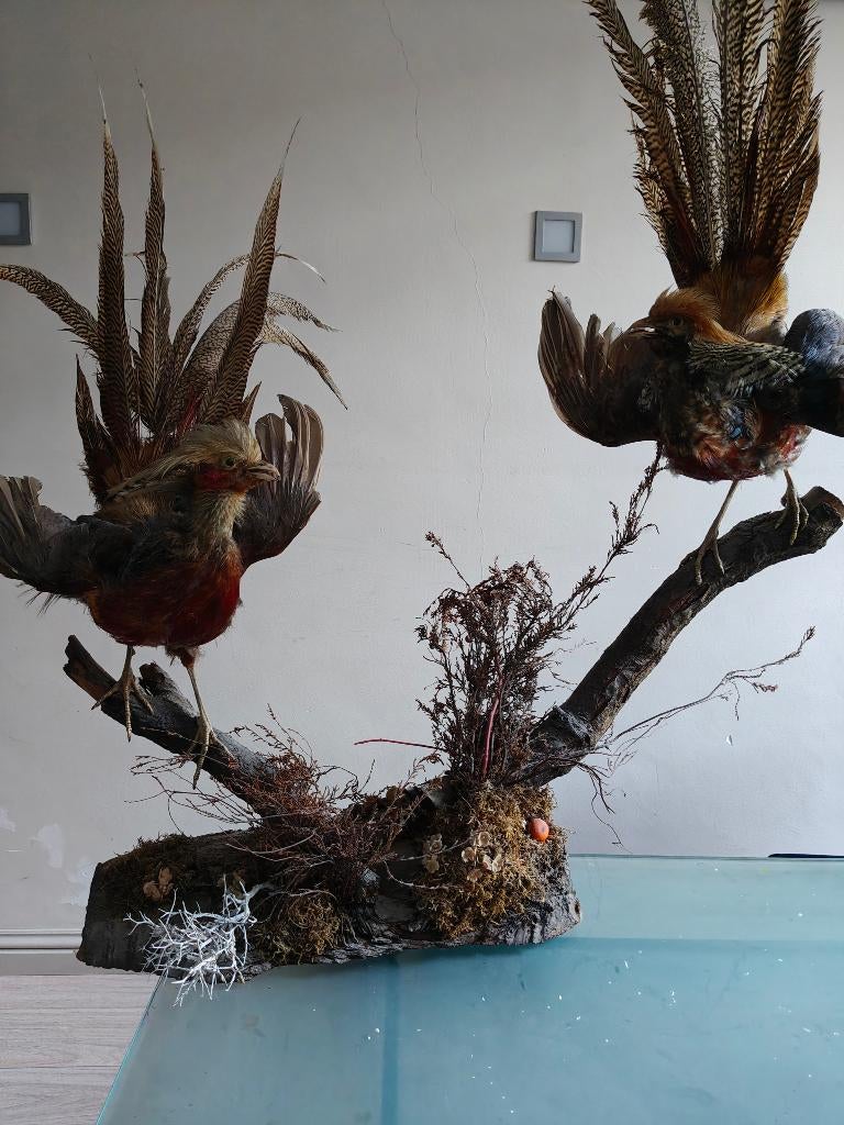 Taxidermie fazant, Ophalen, Gebruikt, Vogel, Opgezet dier