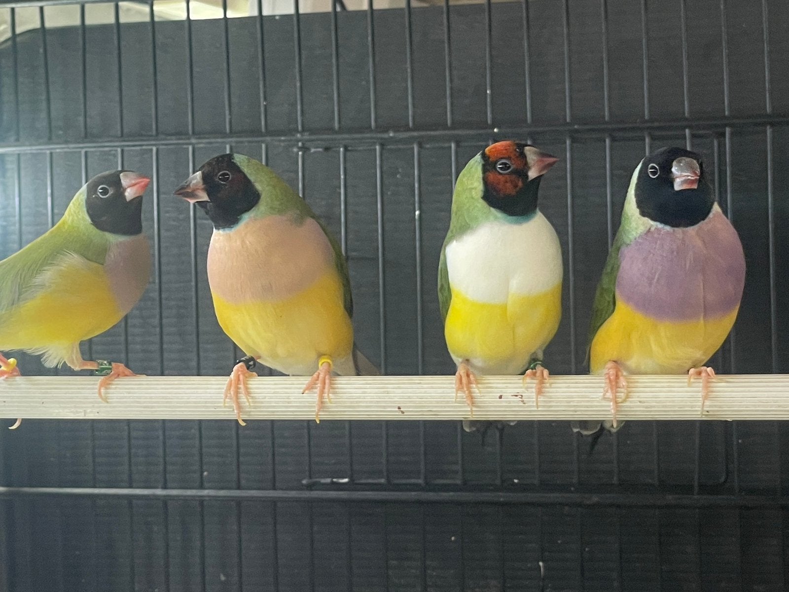 Gouldamadine, Dieren en Toebehoren, Meerdere dieren, Tropenvogel, Geringd