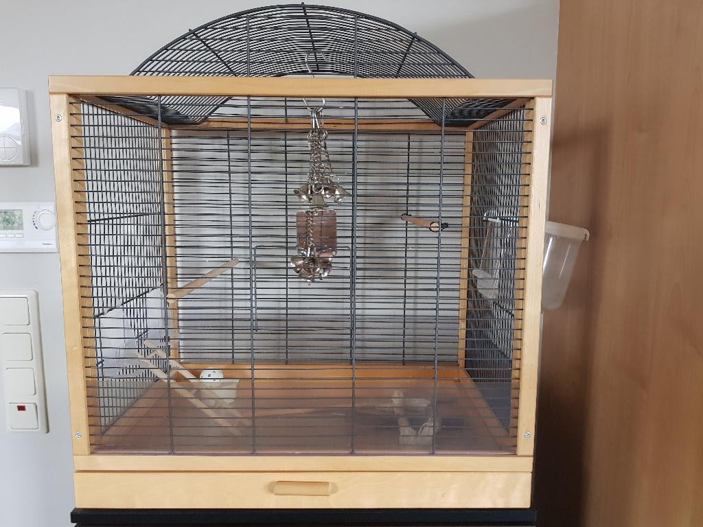 Houten vogelkooi, Perruche