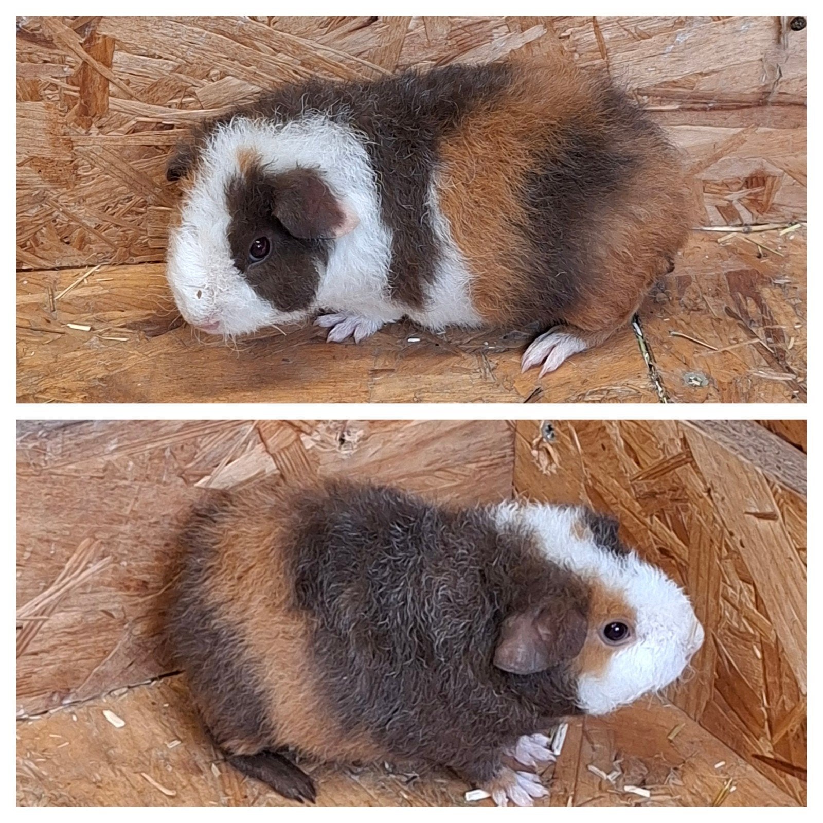 Us teddy cavia. Cavia's, Animaux & Accessoires, Rongeurs, Juin, Cobaye