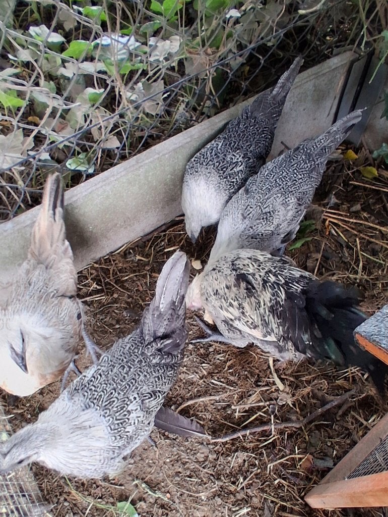Toompje van mei 2026, Plusieurs animaux, Poule ou poulet