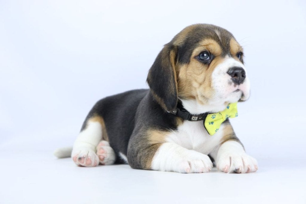 Beagle pups, gecontroleerde ouders, Parvo, België, Beagle, 8 tot 15 weken