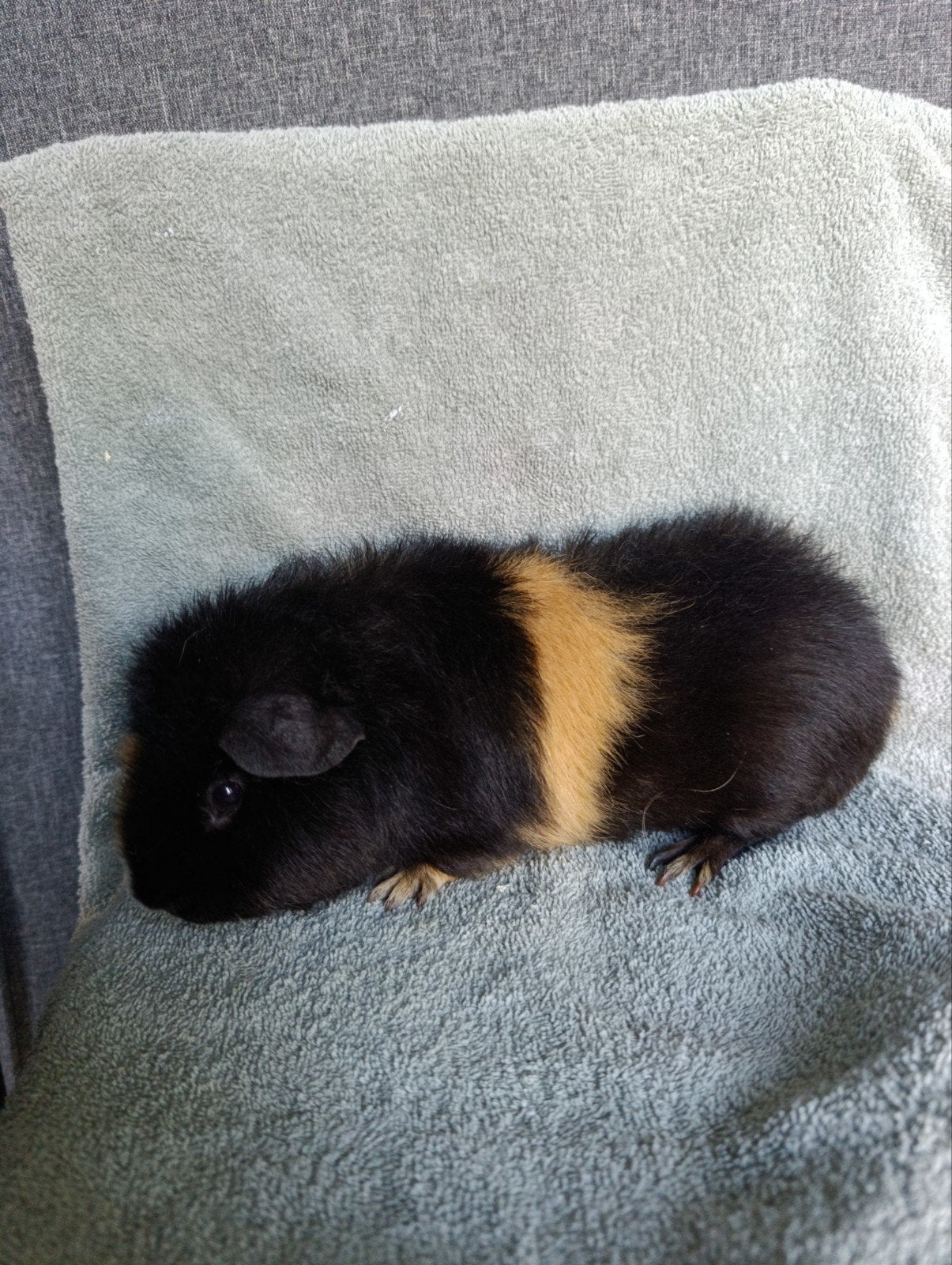 Verschillende cavia beertjes US Teddy's, Dieren en Toebehoren, December, Mannelijk, Cavia