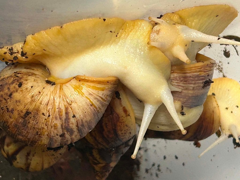 reuzeslakken, Dieren en Toebehoren, Reptielen en Amfibieën, Overige soorten, 0 tot 2 jaar