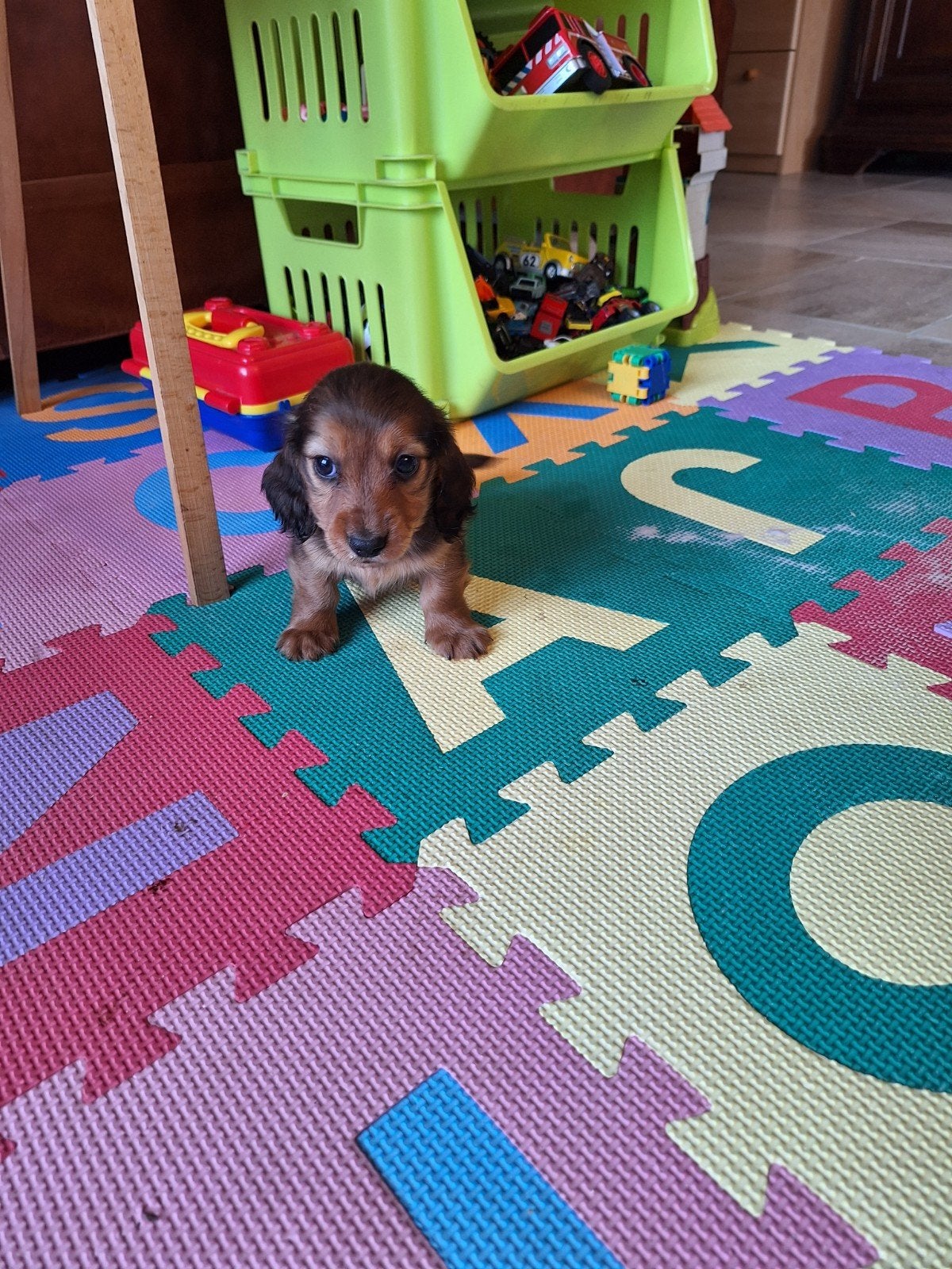 Dwergteckel pups, Dieren en Toebehoren, Honden | Teckels en Dashonden, België, CDV (hondenziekte), 8 tot 15 weken, Dwerg