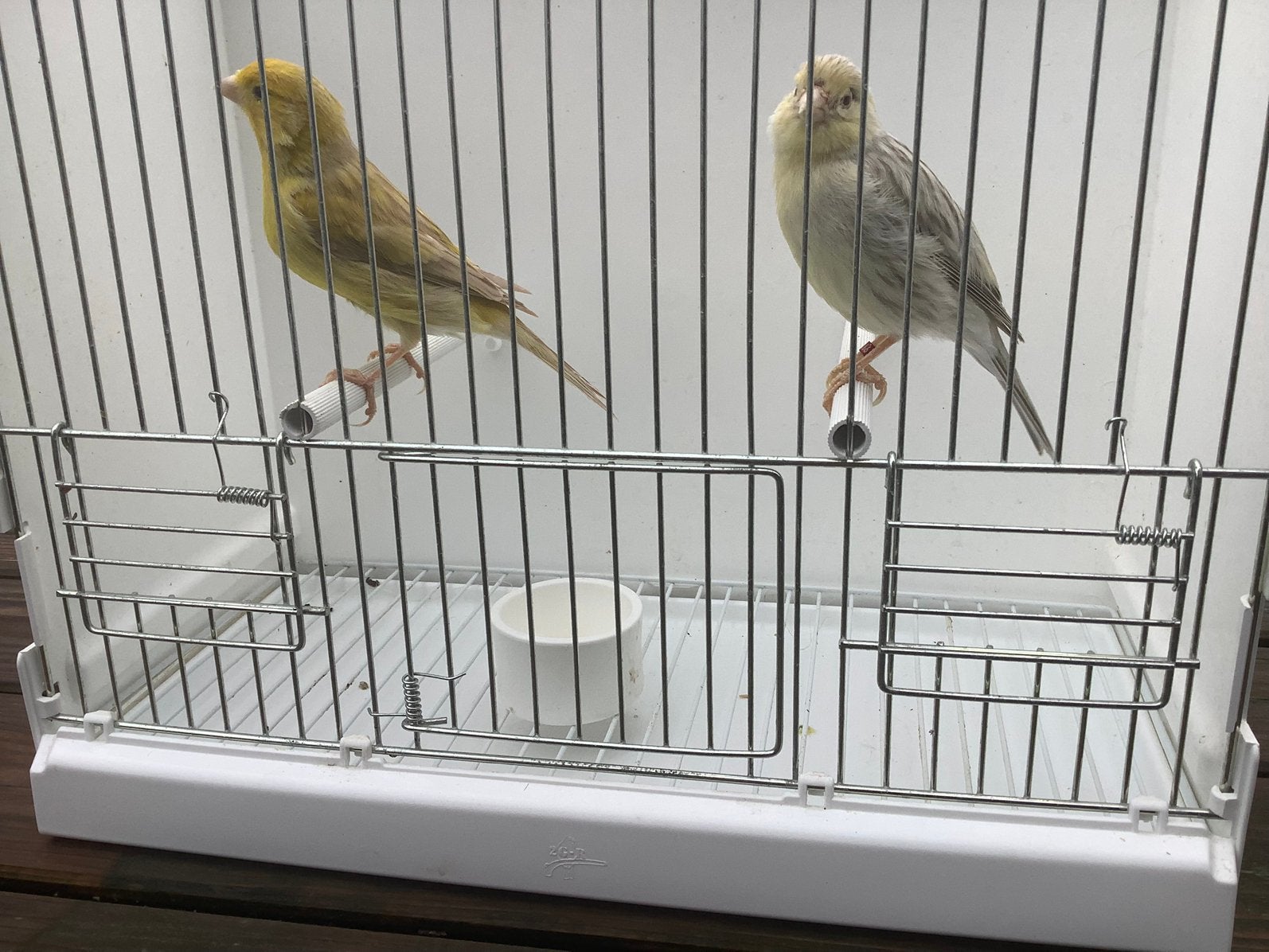 Kleurkanaries, Meerdere dieren, Kleurkanarie