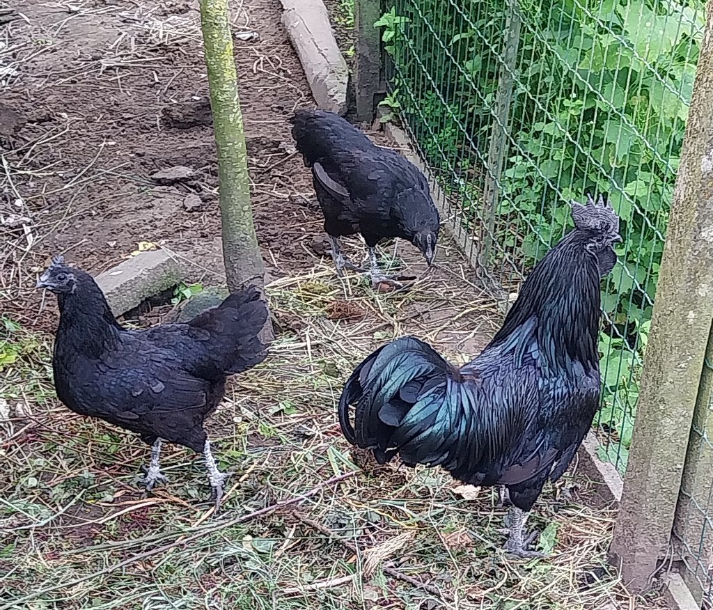 Poulet et coqs Ayam Cemani, Poule ou poulet