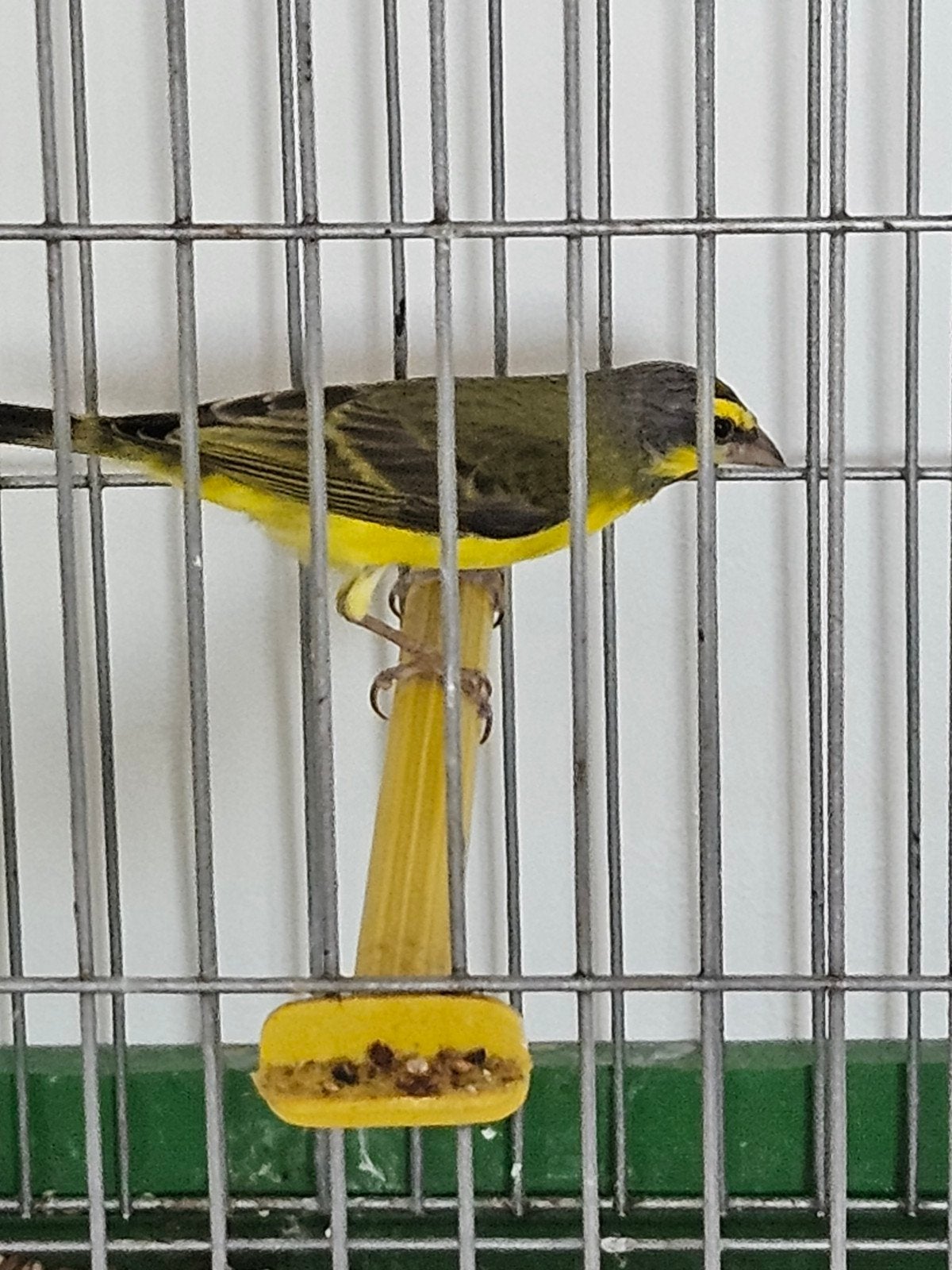 Serin du Mozambique, Mâle, Domestique