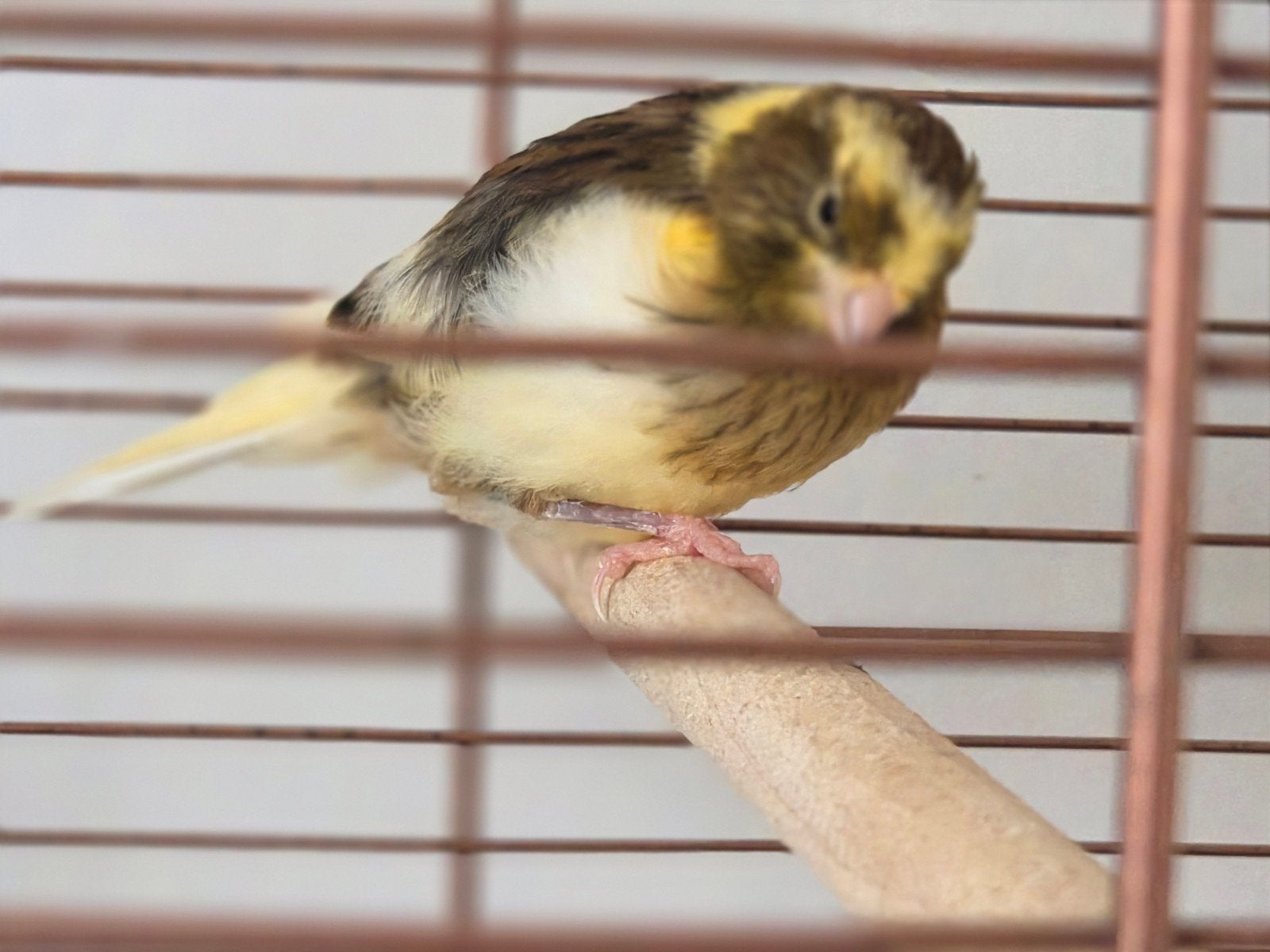 kanarie jongen 7 weken. apart of samen te koop., Dieren en Toebehoren, Geslacht onbekend