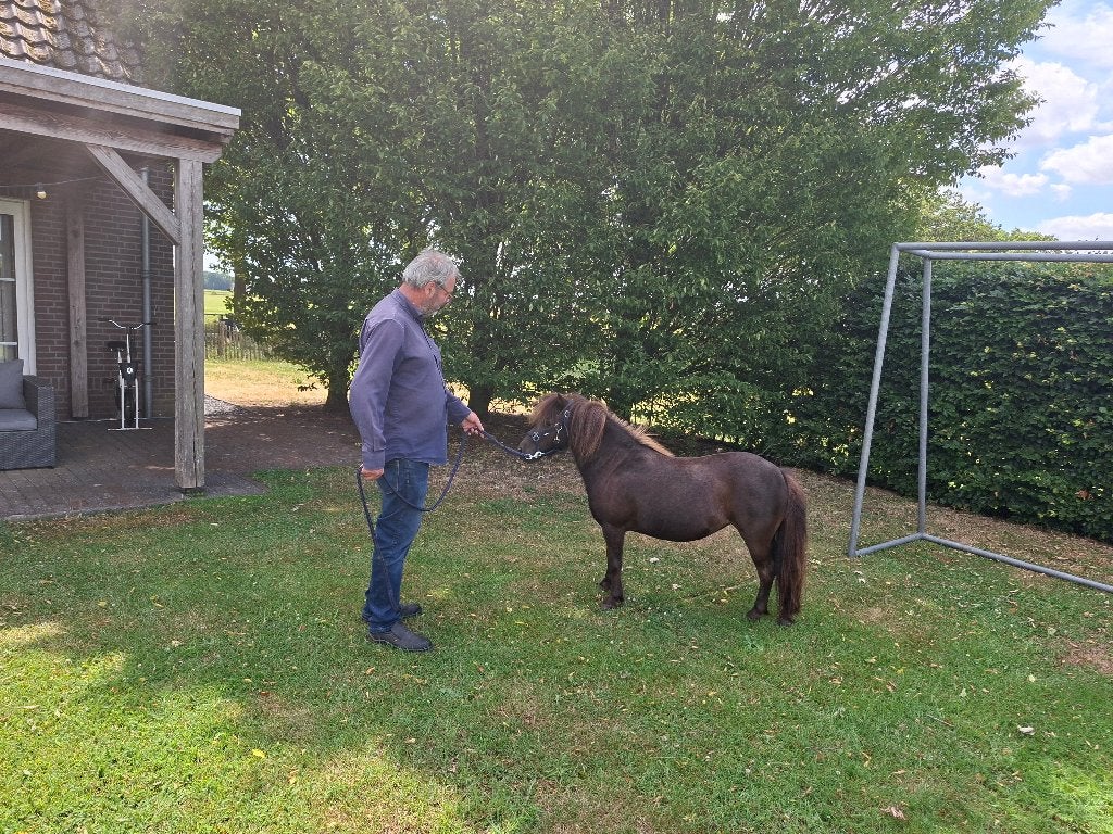 Super mooie pony, Dieren en Toebehoren, Pony's, Merrie, A pony (tot 1.17m), 3 tot 6 jaar, Gechipt, Ontwormd