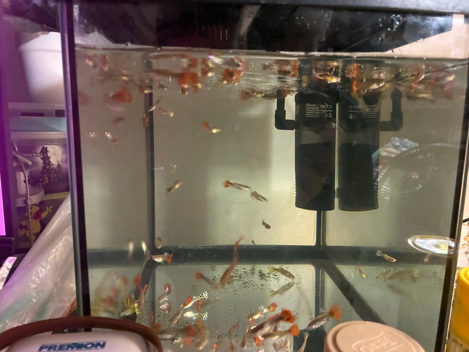 Guppy visjes, Ophalen, Zo goed als nieuw