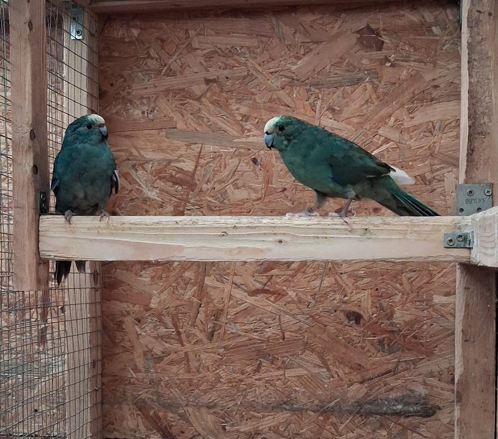 Kakariki Koppel Blauwbont 2025, Dieren en Toebehoren, Meerdere dieren, Parkiet, Geringd