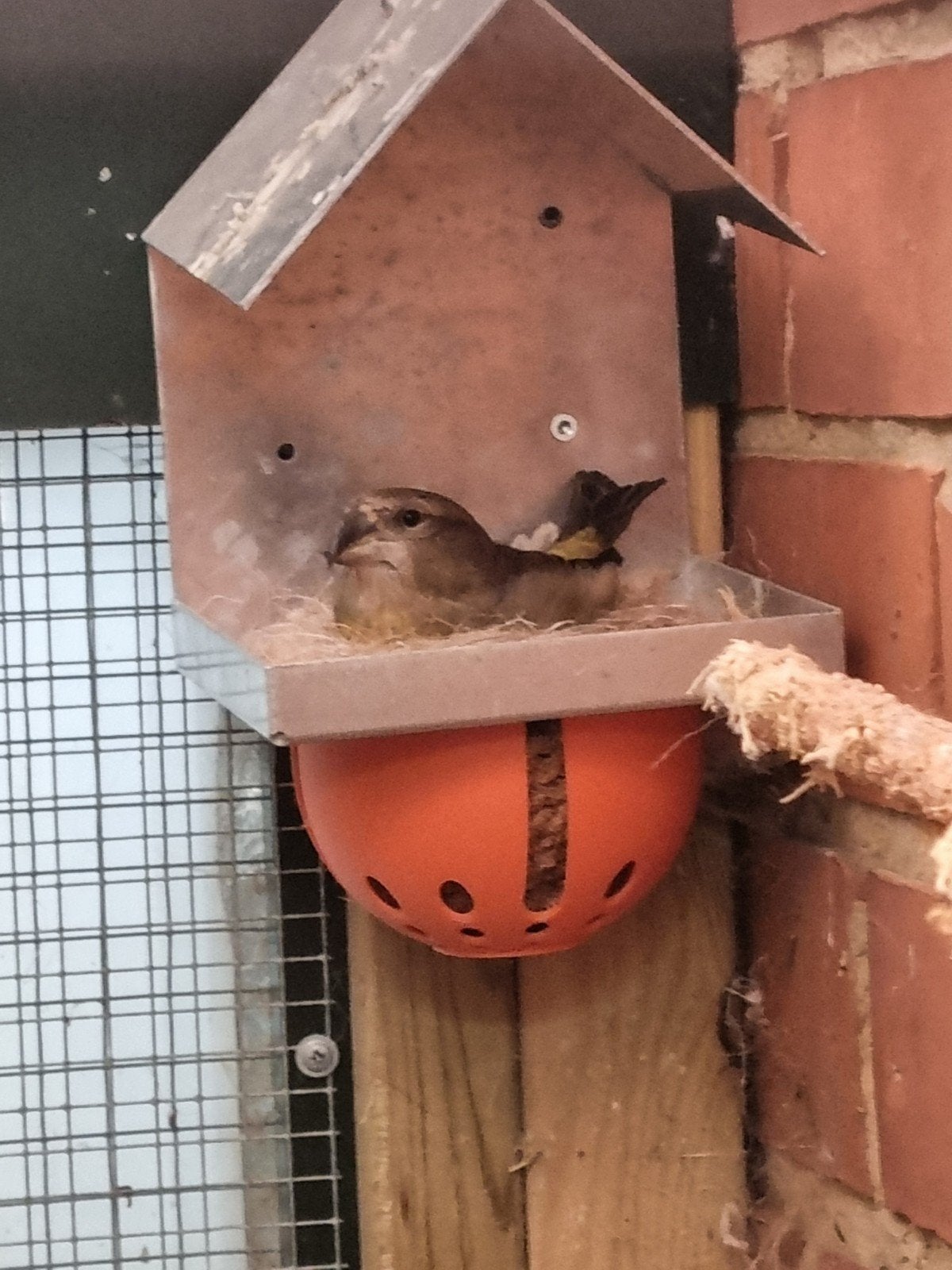 Gros bec-croisé, Plusieurs animaux, Oiseau chanteur sauvage
