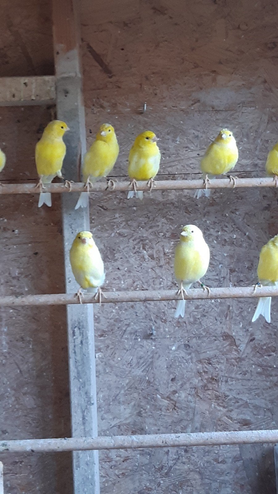 gele kanaries, Dieren en Toebehoren